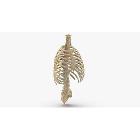3D model Real Human Rib Thoracic Cage and Spine Bones Anatomy 01